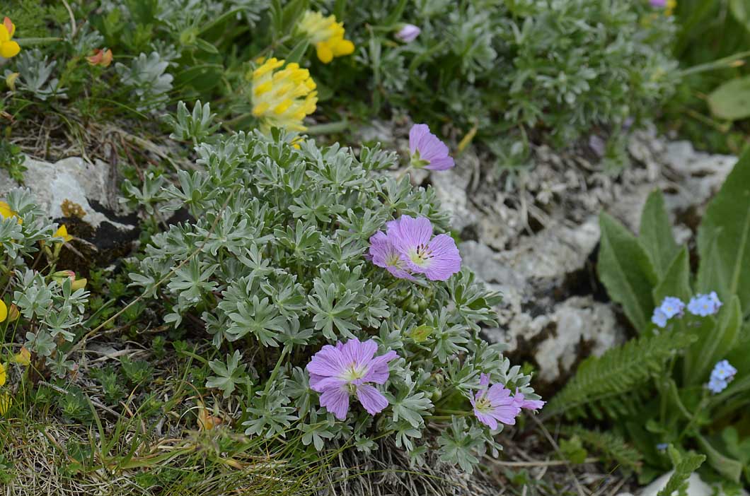 Geranium argenteum / Geranio argentino